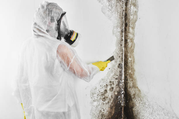 Best Crawl Space Mold Removal  in USA